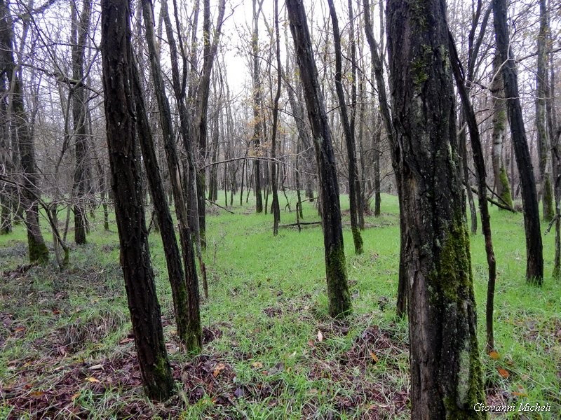 Parco del Ticino 23/11/13